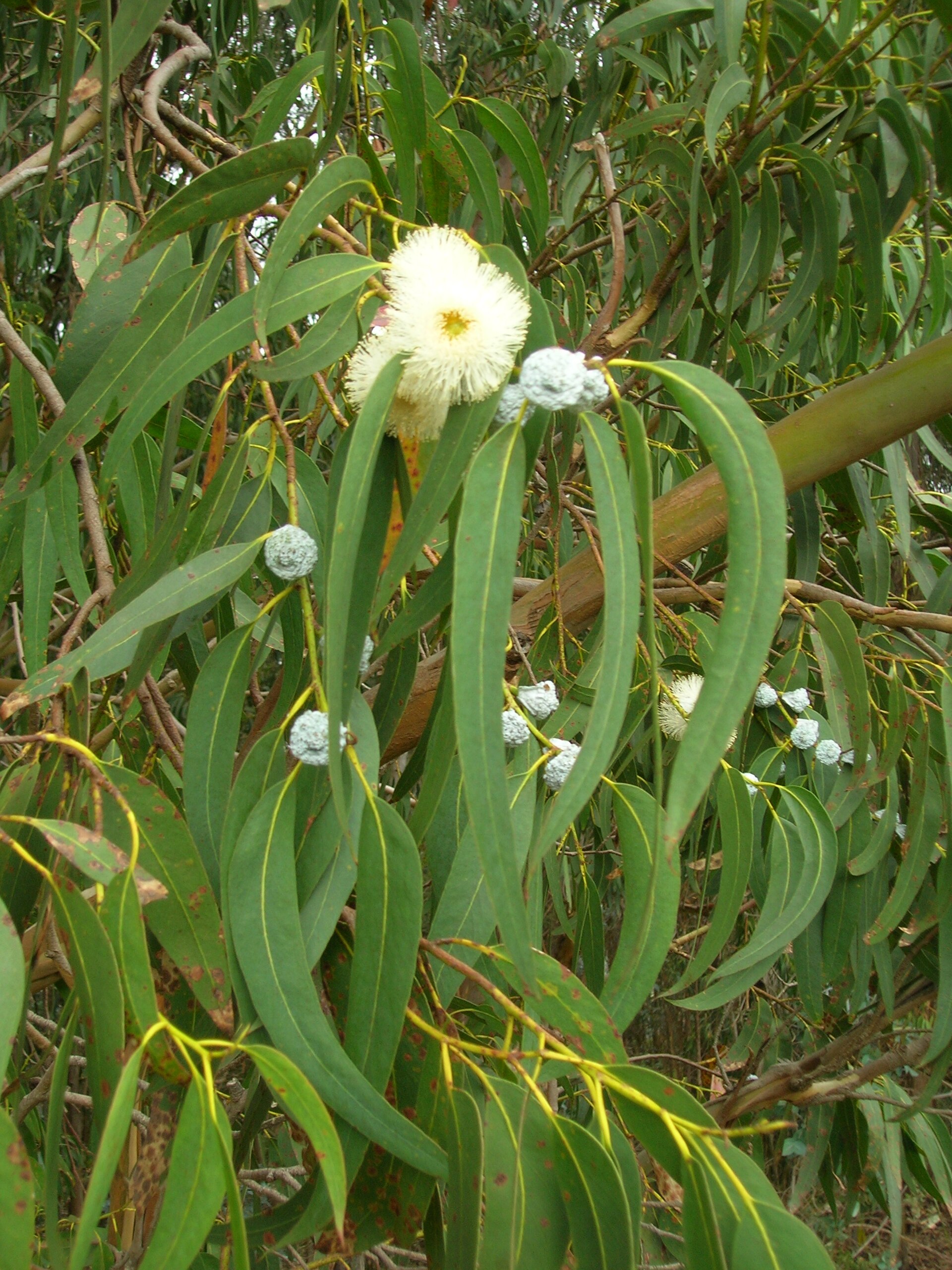 藍膠尤加利 Eucalyptus globulus 的葉片、花與果實